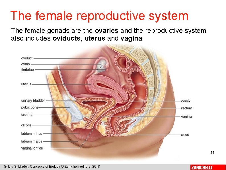 The female reproductive system The female gonads are the ovaries and the reproductive system