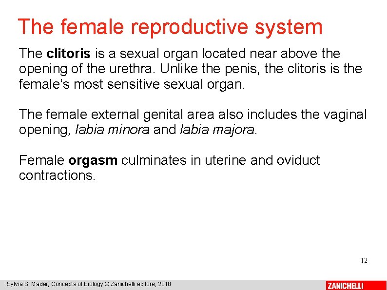 The female reproductive system The clitoris is a sexual organ located near above the