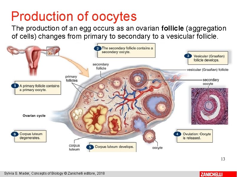 Production of oocytes The production of an egg occurs as an ovarian follicle (aggregation