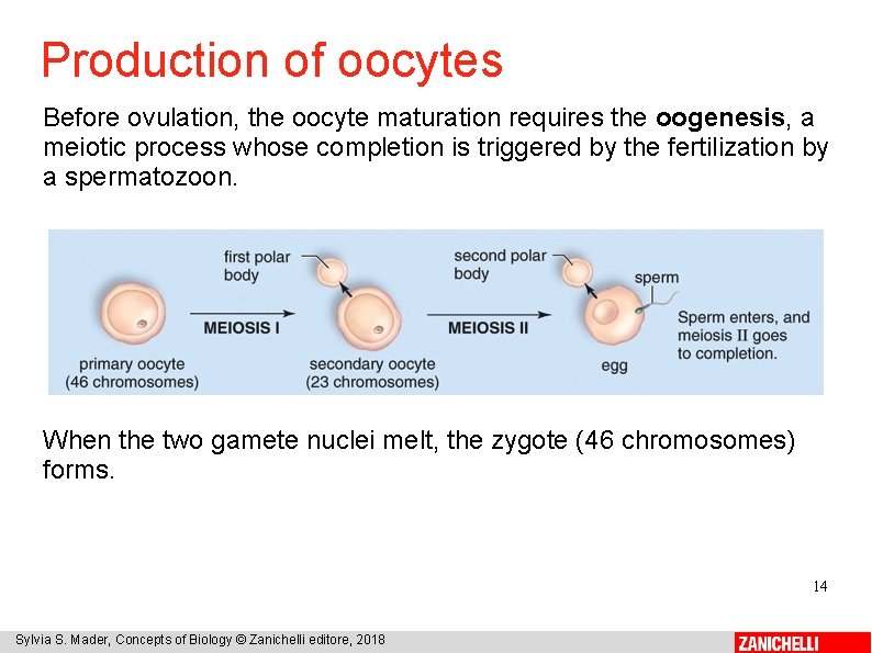 Production of oocytes Before ovulation, the oocyte maturation requires the oogenesis, a meiotic process