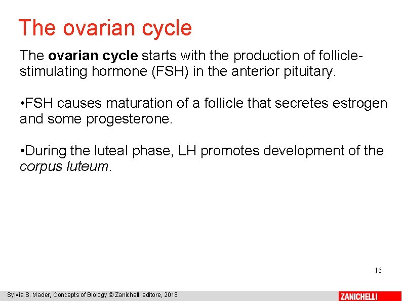 The ovarian cycle starts with the production of folliclestimulating hormone (FSH) in the anterior