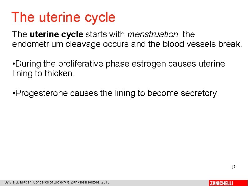 The uterine cycle starts with menstruation, the endometrium cleavage occurs and the blood vessels