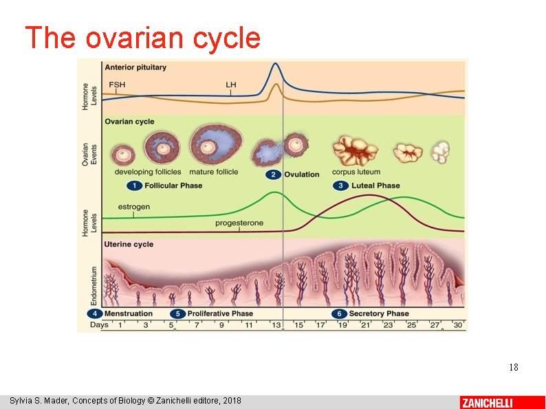 The ovarian cycle 18 Sylvia S. Mader, Concepts of Biology © Zanichelli editore, 2018