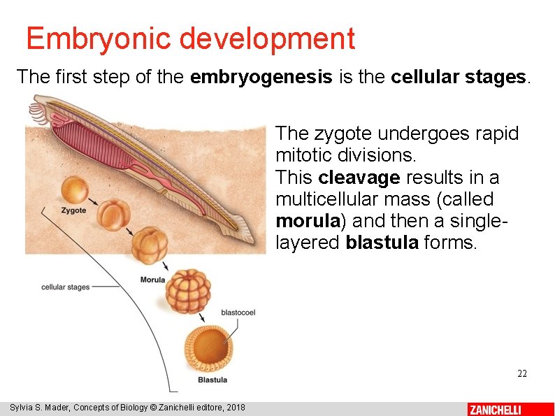 Embryonic development The first step of the embryogenesis is the cellular stages. The zygote