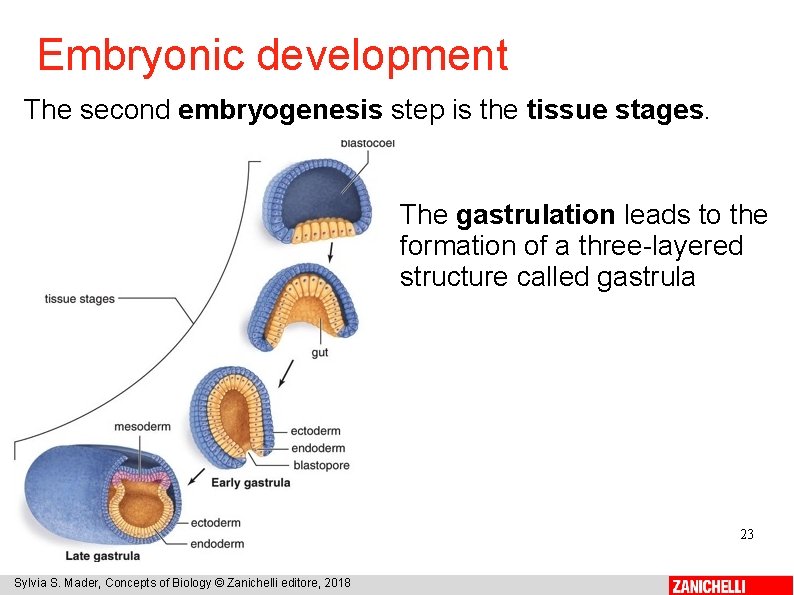 Embryonic development The second embryogenesis step is the tissue stages. The gastrulation leads to
