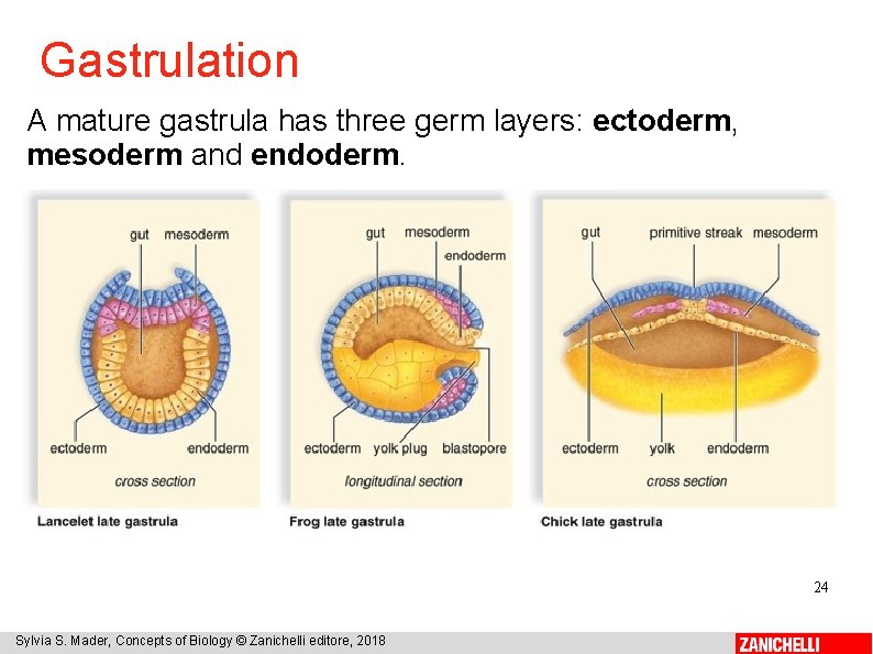 Gastrulation A mature gastrula has three germ layers: ectoderm, mesoderm and endoderm. 24 Sylvia
