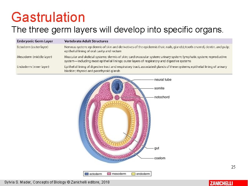 Gastrulation The three germ layers will develop into specific organs. 25 Sylvia S. Mader,