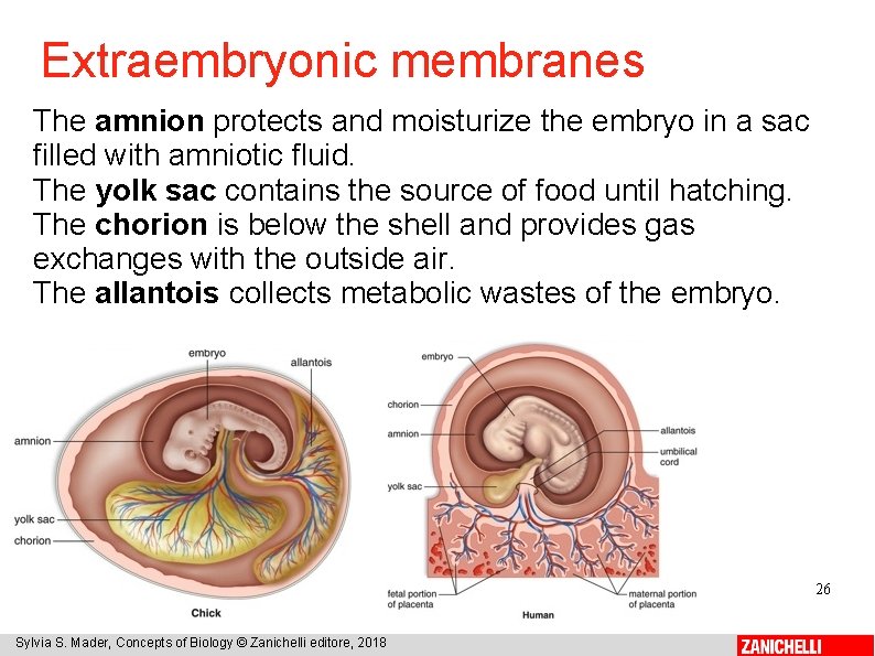 Extraembryonic membranes The amnion protects and moisturize the embryo in a sac filled with