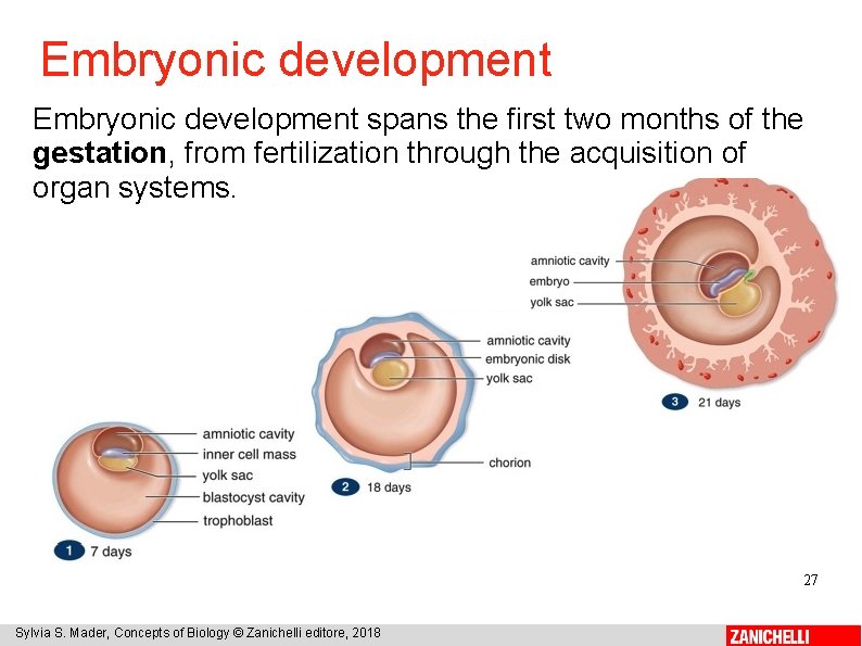 Embryonic development spans the first two months of the gestation, from fertilization through the