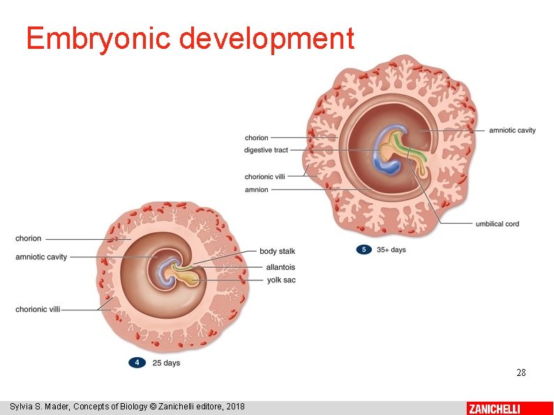 Embryonic development 28 Sylvia S. Mader, Concepts of Biology © Zanichelli editore, 2018 