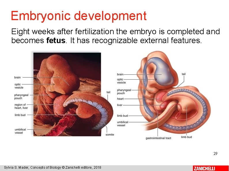 Embryonic development Eight weeks after fertilization the embryo is completed and becomes fetus. It