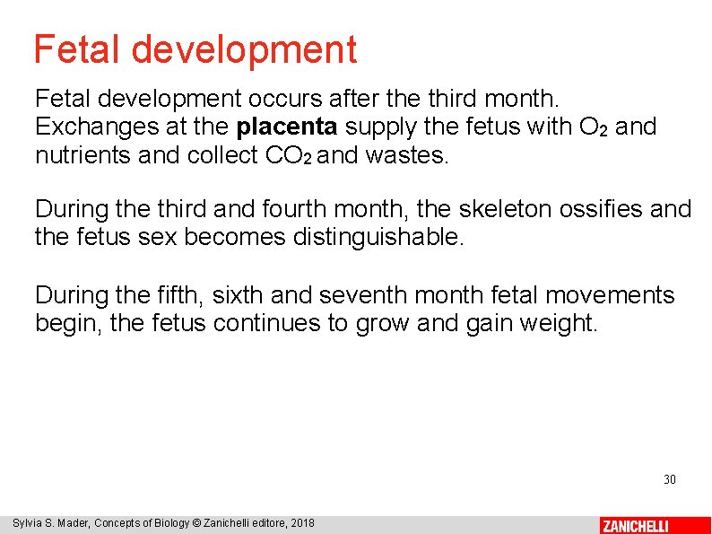 Fetal development occurs after the third month. Exchanges at the placenta supply the fetus