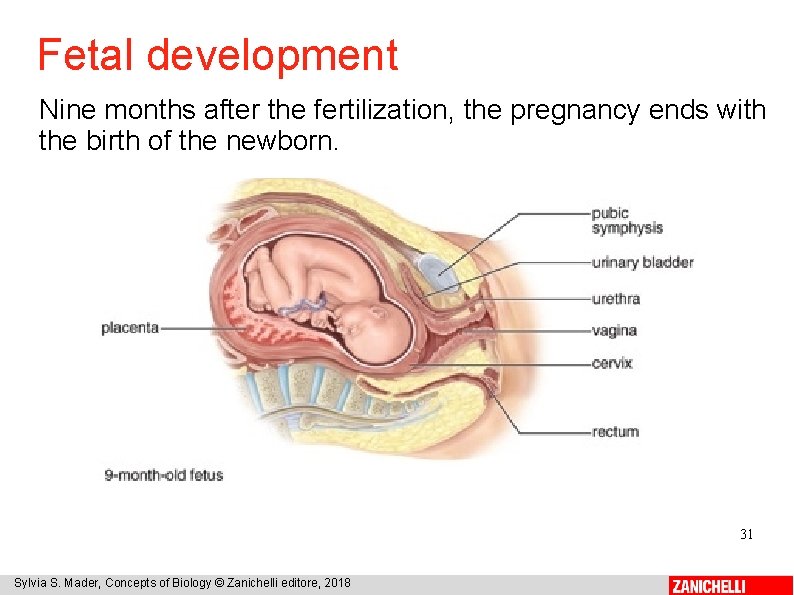 Fetal development Nine months after the fertilization, the pregnancy ends with the birth of