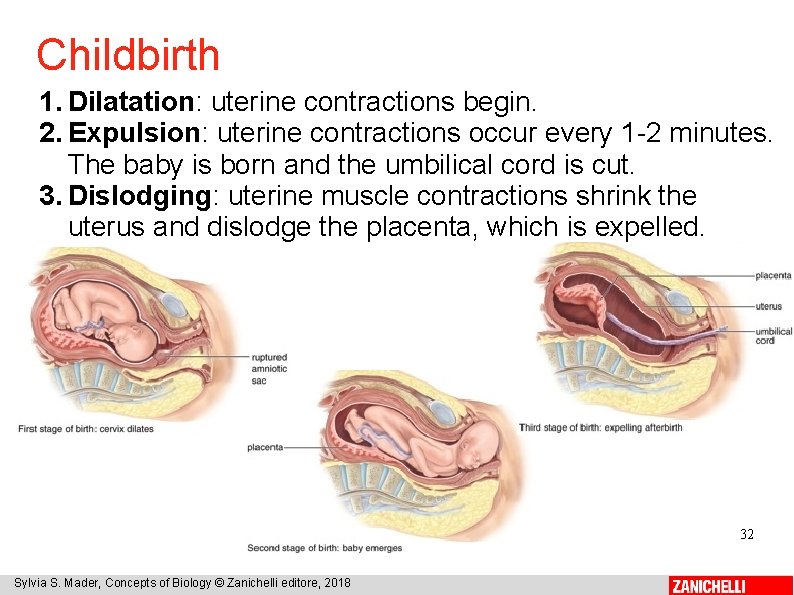 Childbirth 1. Dilatation: uterine contractions begin. 2. Expulsion: uterine contractions occur every 1 -2