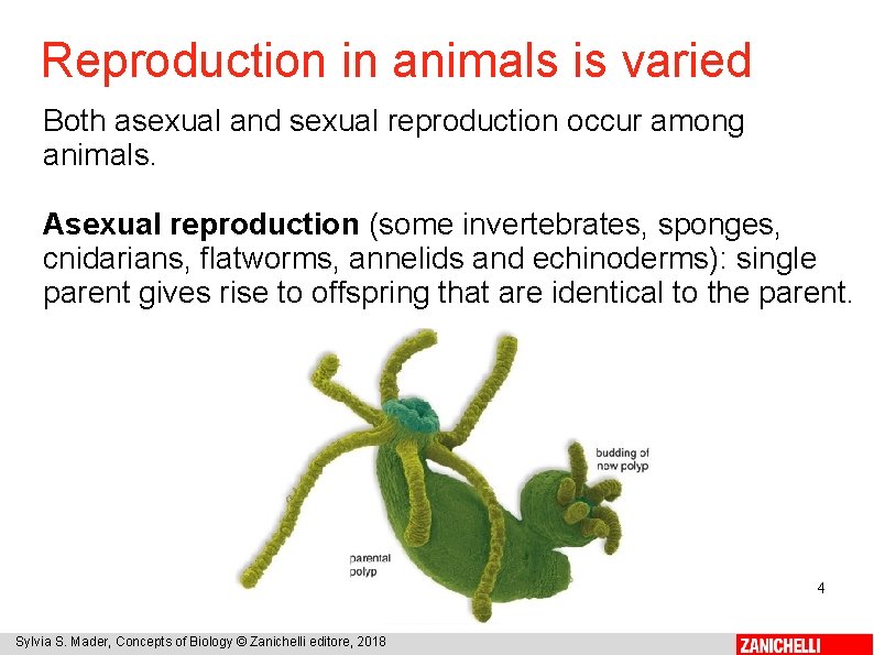 Reproduction in animals is varied Both asexual and sexual reproduction occur among animals. Asexual