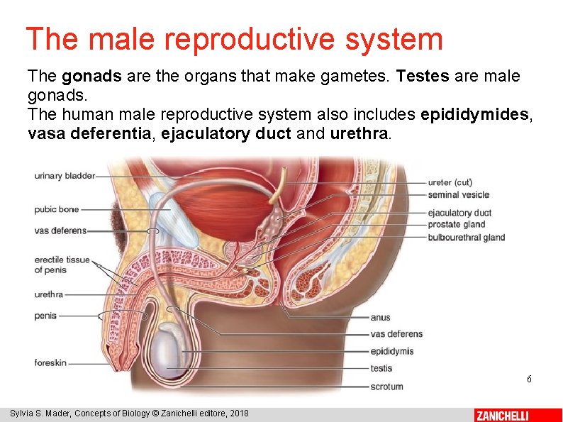 The male reproductive system The gonads are the organs that make gametes. Testes are
