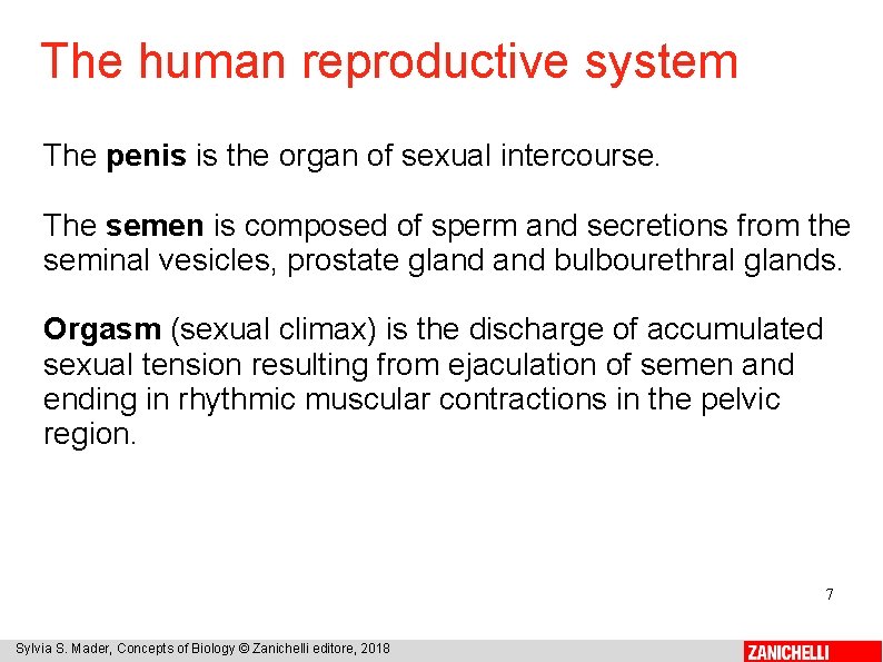 The human reproductive system The penis is the organ of sexual intercourse. The semen