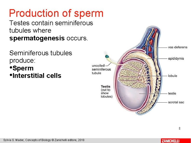 Production of sperm Testes contain seminiferous tubules where spermatogenesis occurs. Seminiferous tubules produce: •