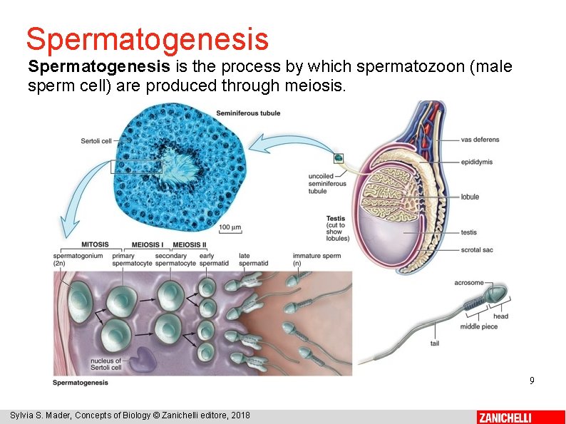 Spermatogenesis is the process by which spermatozoon (male sperm cell) are produced through meiosis.