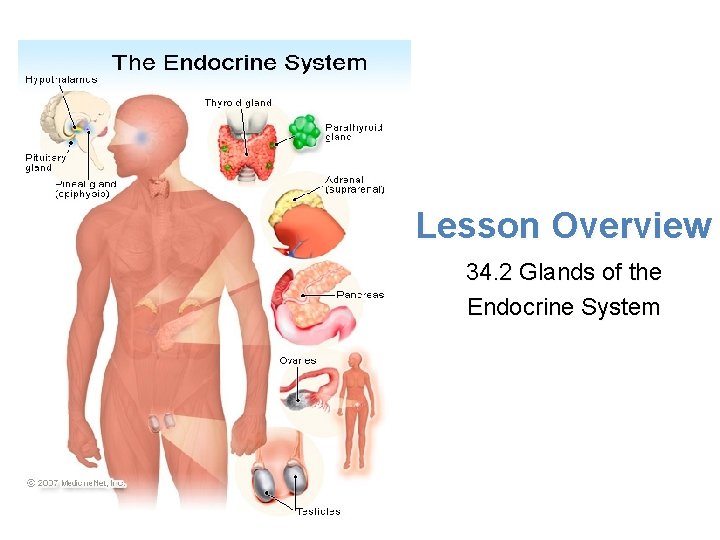 Lesson Overview Glands of the Endocrine System Lesson Overview 34. 2 Glands of the