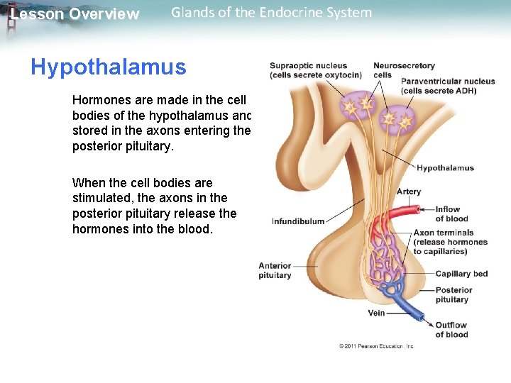 Lesson Overview Glands of the Endocrine System Hypothalamus Hormones are made in the cell Lesson Overview Glands of the Endocrine System Hypothalamus Hormones are made in the cell