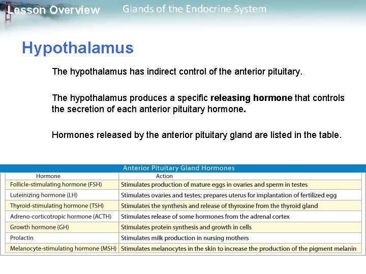 Lesson Overview Glands of the Endocrine System Hypothalamus The hypothalamus has indirect control of