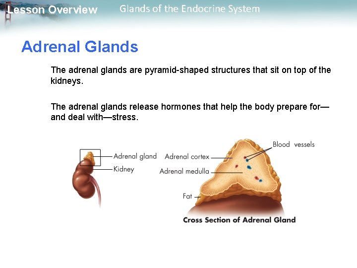 Lesson Overview Glands of the Endocrine System Adrenal Glands The adrenal glands are pyramid-shaped