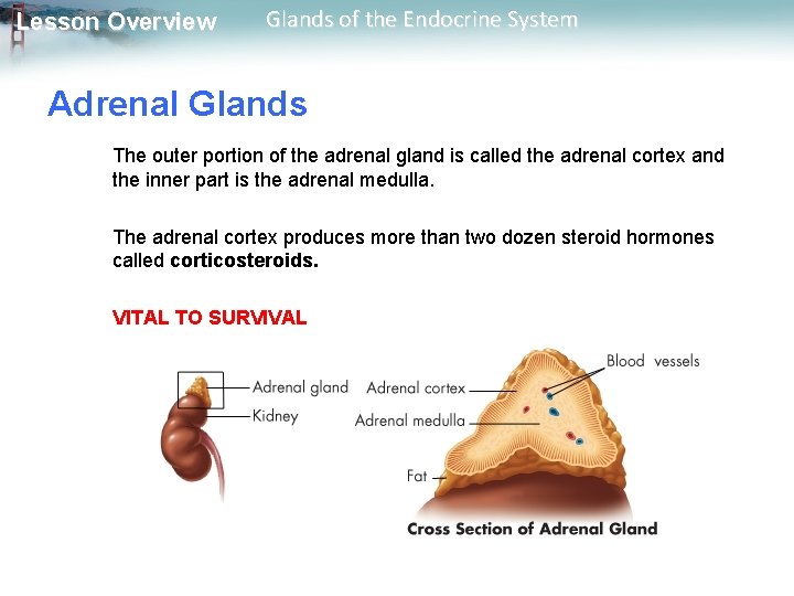 Lesson Overview Glands of the Endocrine System Adrenal Glands The outer portion of the