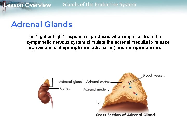 Lesson Overview Glands of the Endocrine System Adrenal Glands The “fight or flight” response