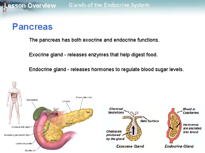 Lesson Overview Glands of the Endocrine System Pancreas The pancreas has both exocrine and