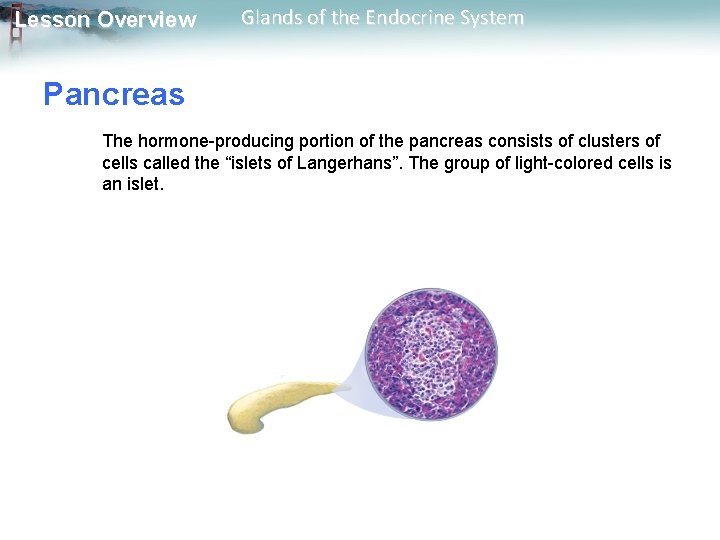 Lesson Overview Glands of the Endocrine System Pancreas The hormone-producing portion of the pancreas