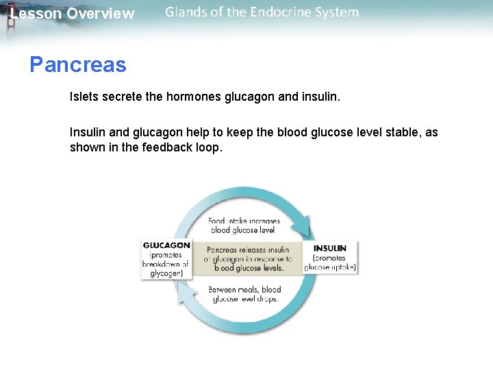 Lesson Overview Glands of the Endocrine System Pancreas Islets secrete the hormones glucagon and