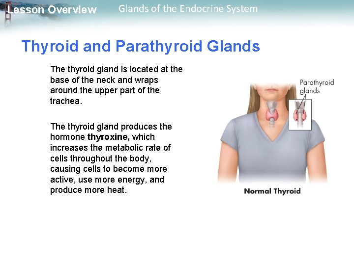 Lesson Overview Glands of the Endocrine System Thyroid and Parathyroid Glands The thyroid gland