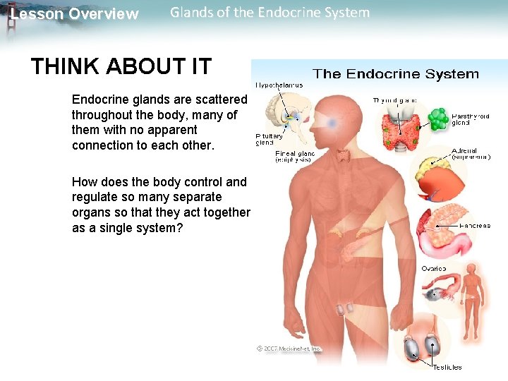 Lesson Overview Glands of the Endocrine System THINK ABOUT IT Endocrine glands are scattered