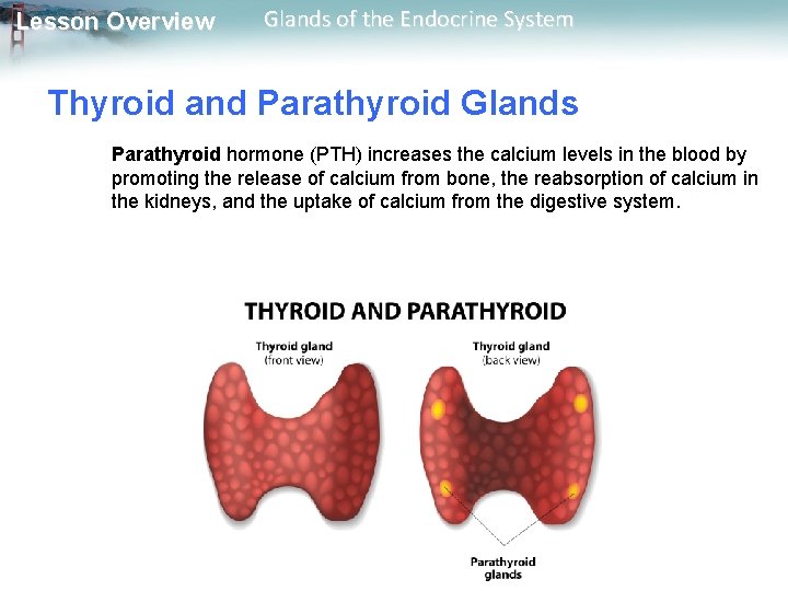 Lesson Overview Glands of the Endocrine System Thyroid and Parathyroid Glands Parathyroid hormone (PTH)