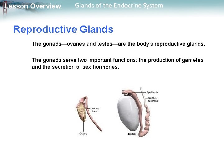 Lesson Overview Glands of the Endocrine System Reproductive Glands The gonads—ovaries and testes—are the Lesson Overview Glands of the Endocrine System Reproductive Glands The gonads—ovaries and testes—are the