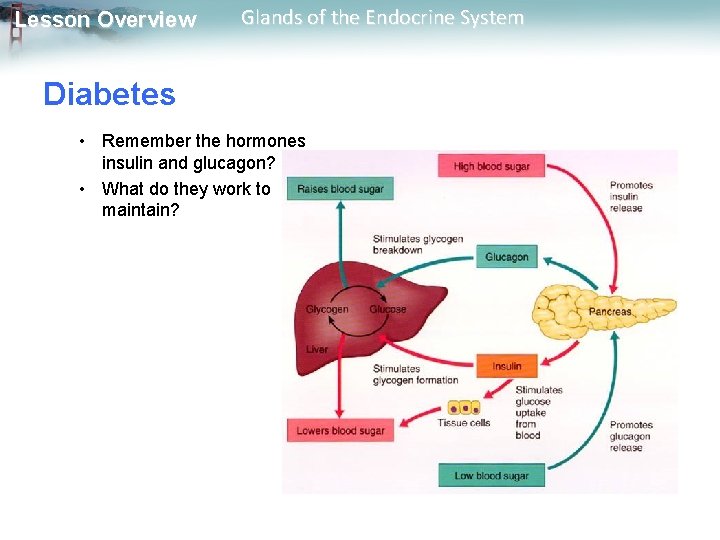 Lesson Overview Glands of the Endocrine System Diabetes • Remember the hormones insulin and