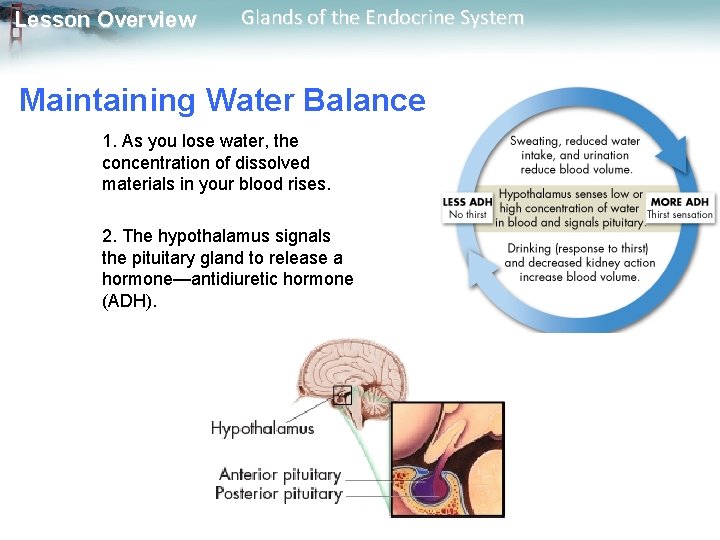 Lesson Overview Glands of the Endocrine System Maintaining Water Balance 1. As you lose