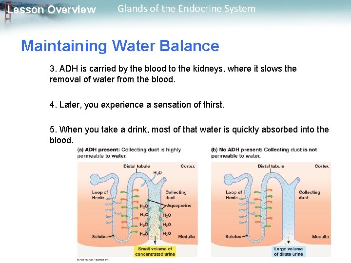 Lesson Overview Glands of the Endocrine System Maintaining Water Balance 3. ADH is carried