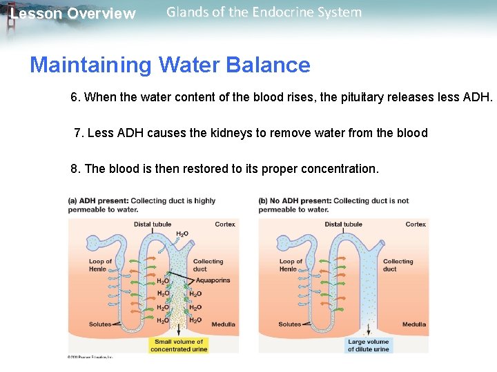 Lesson Overview Glands of the Endocrine System Maintaining Water Balance 6. When the water Lesson Overview Glands of the Endocrine System Maintaining Water Balance 6. When the water