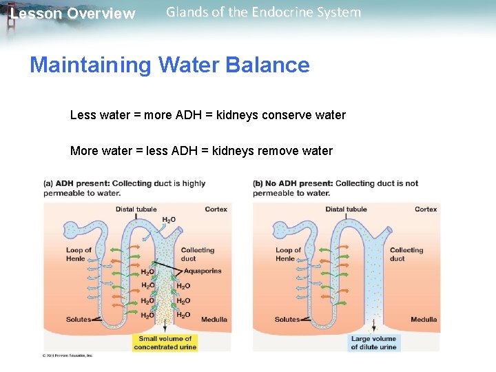 Lesson Overview Glands of the Endocrine System Maintaining Water Balance Less water = more