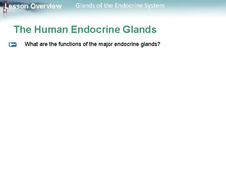 Lesson Overview Glands of the Endocrine System The Human Endocrine Glands What are the Lesson Overview Glands of the Endocrine System The Human Endocrine Glands What are the