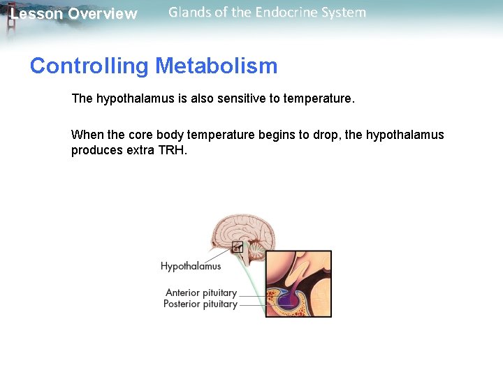 Lesson Overview Glands of the Endocrine System Controlling Metabolism The hypothalamus is also sensitive