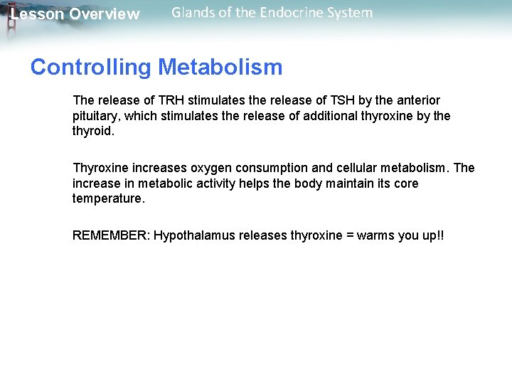 Lesson Overview Glands of the Endocrine System Controlling Metabolism The release of TRH stimulates