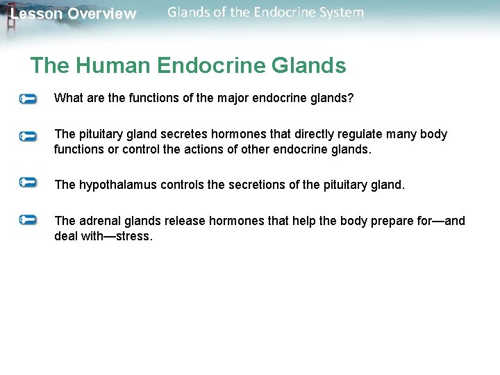 Lesson Overview Glands of the Endocrine System The Human Endocrine Glands What are the