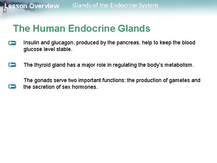 Lesson Overview Glands of the Endocrine System The Human Endocrine Glands Insulin and glucagon, Lesson Overview Glands of the Endocrine System The Human Endocrine Glands Insulin and glucagon,