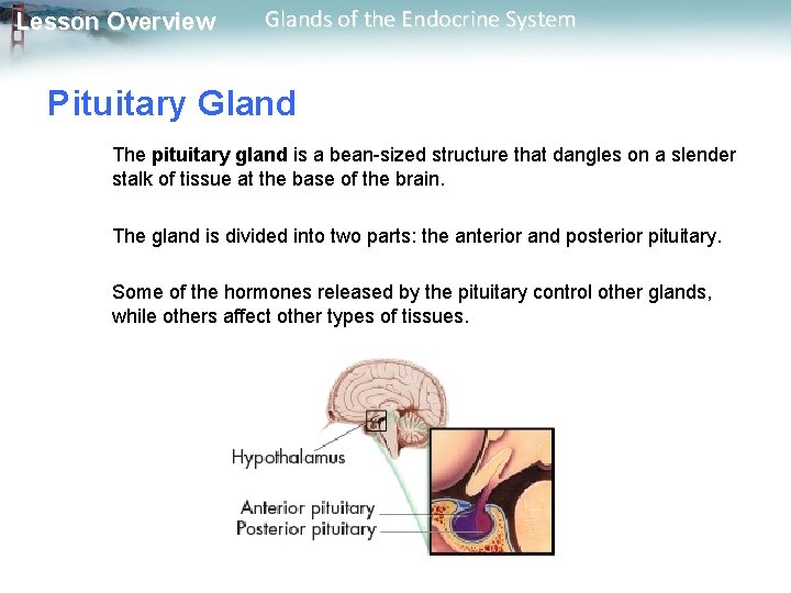 Lesson Overview Glands of the Endocrine System Pituitary Gland The pituitary gland is a