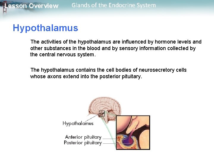 Lesson Overview Glands of the Endocrine System Hypothalamus The activities of the hypothalamus are