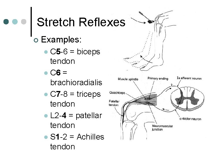 Stretch Reflexes ¢ Examples: C 5 -6 = biceps tendon l C 6 =
