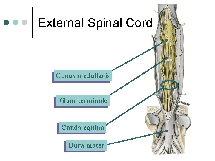External Spinal Cord Conus medullaris Filum terminale Cauda equina Dura mater 